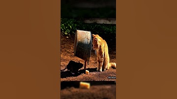 📹 Shocking! 😱😱The cat sets a trap and waits in silence ！😱😱 #shorts #tabbycat #trap