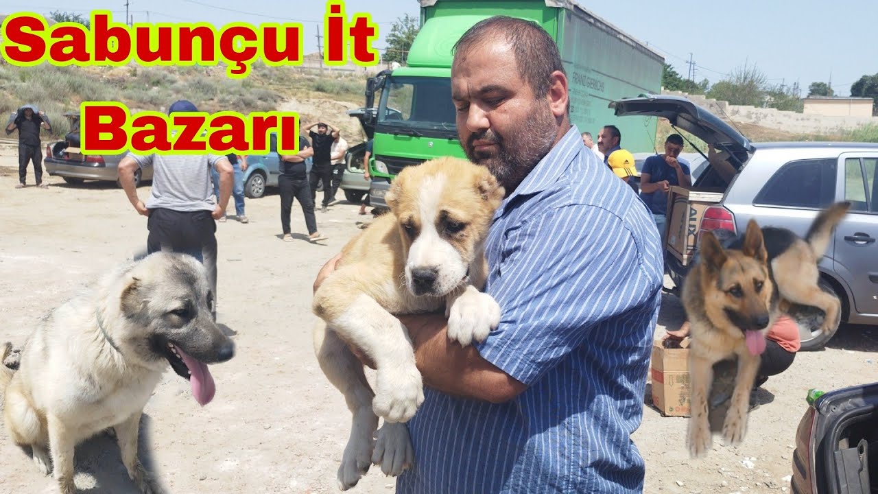 Sabunçu İt Bazarı 4 İyun 2023