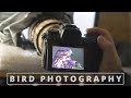 My LUCKY day out // BIRD PHOTOGRAPHY from blind with the Nikon Z6 II