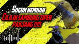 MASTERAN SOGON‼️ NEMBAK CILILIN SAMBUNG ZIPER PANJANG #sogon #sogongacor #sogokontong