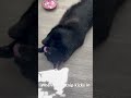 Mr. Toothless with his catnip #cat #cats #catvideos #funny #toothless #home #anime #animals #love