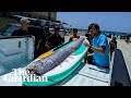Rarely Seen Deep Sea Fish Washes Up In California Rarely Seen Deep Sea Fish Washes Up In California