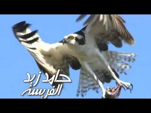 الشاعر حامد زيد الفريسة