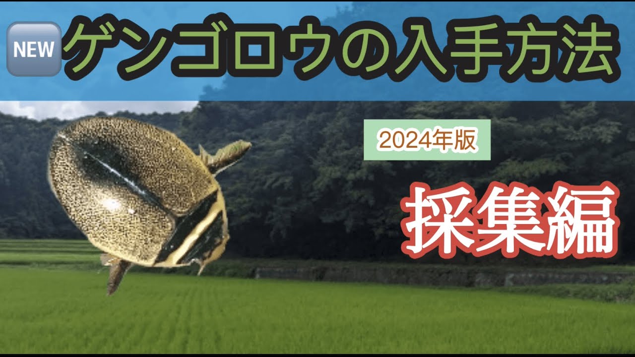 【ゲンゴロウ採集】ゲンゴロウの入手方法　改訂版