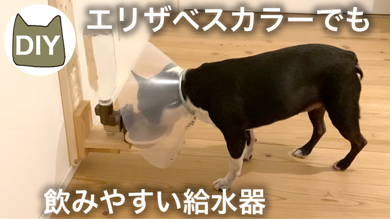 エリザベスページです。画像の器2点 Easy-to-drink water dispenser for Elizabethan collars - YouTube