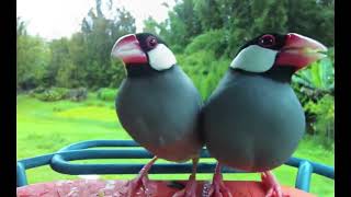 Full Backyard Birds 30 - Saffron Finch chases away Java Sparrows #saffron #finch #java #sparrows News