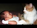 When Cats Did Things And Melted Everyone&#39;s Hearts 😻 ▶ 05