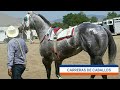 el americano cuadra texano vs el pinocho cuadra red