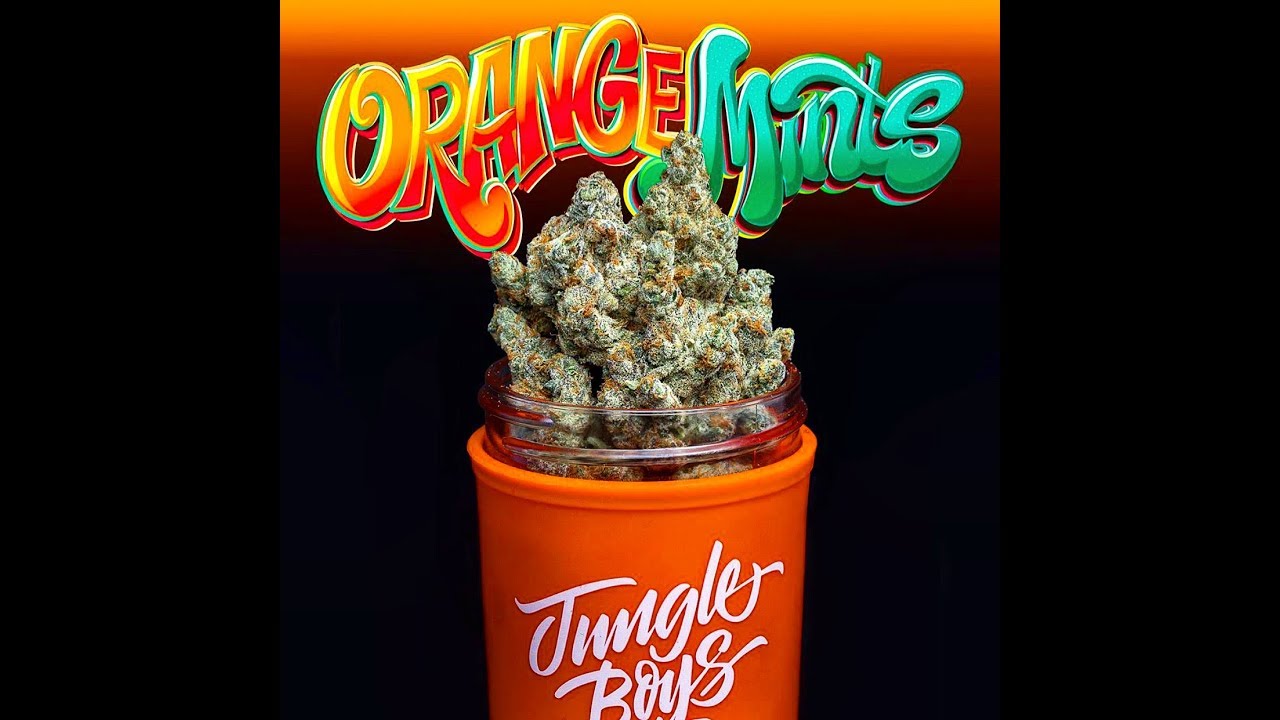 Jungle Boys ORANGE MINTS🍊 strain review(25%THC)