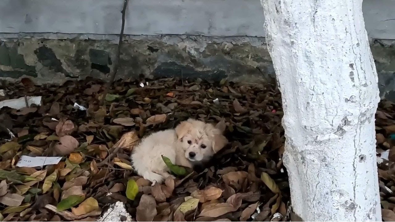 The Heartbreaking Tears of a Lost Puppy on the Road - YouTube