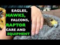 Harris hawk, falcons and Birds of prey/ falconry care, casting, coping,