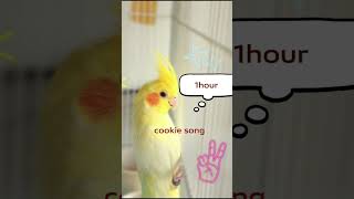 whisle cookie song 🍪#birdtraining #cockatiel