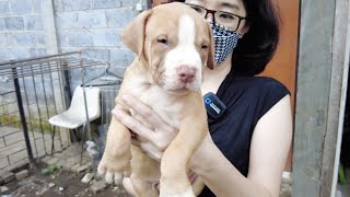 Di Jual Anakan Pitbull Dan Pitbull Remaja Red Nose Harga Terjangkau Kualitas Istimewa