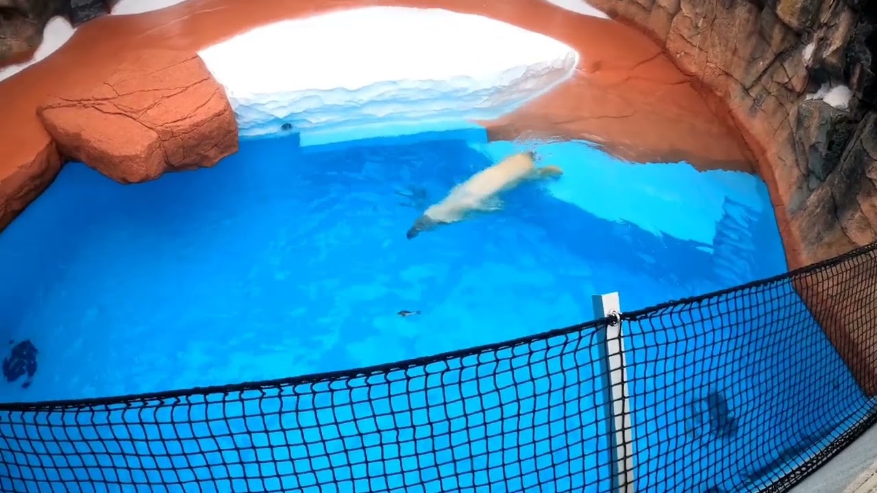 2023/03/24 平川動物公園　ホッキョクグマ　ライト　広角