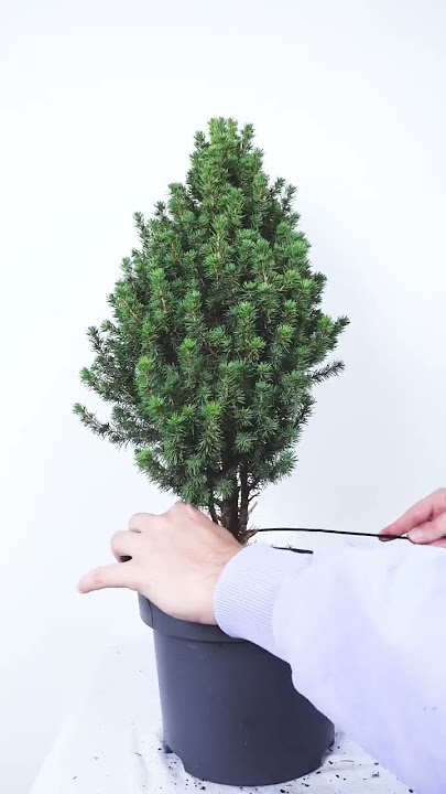 How to make a Bonsai