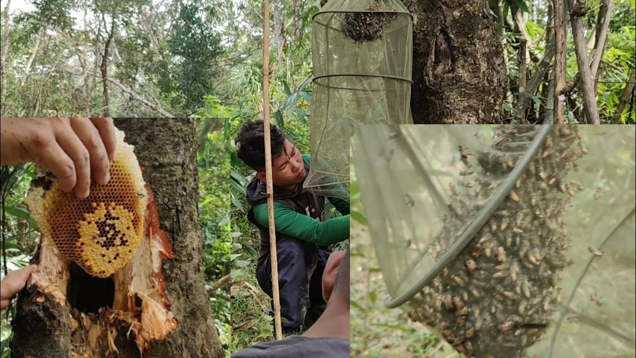 Khuai khawi tur lak dan awlsam🐝// Epi-2