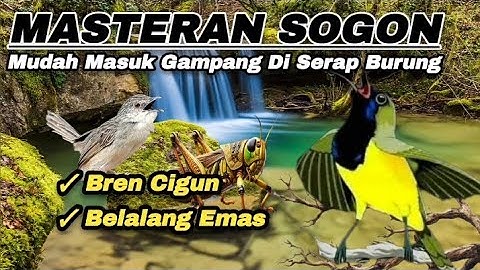 MASTERAN PALING MUDAH MASUK BREN CIGUN SAMBUNG BELALANG EMAS📍#sogon #masteransogon