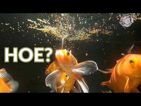 Video: Hoe Aquariumvissen Te Voeren?