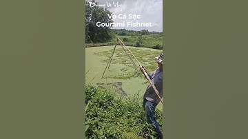 Vó Cá Sặc l Return To The Childhood With Gourami Fishnet l #shorts