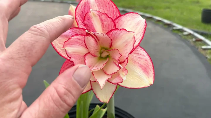 Maguire Andrea Maguire Hippeastrum/Amar...