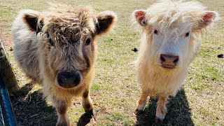 Miniature Scottish Highland Cow Update! Mini Highlander Cow
