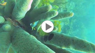Scuba Diving in Providencia Island, Columbia - Adventure Guru