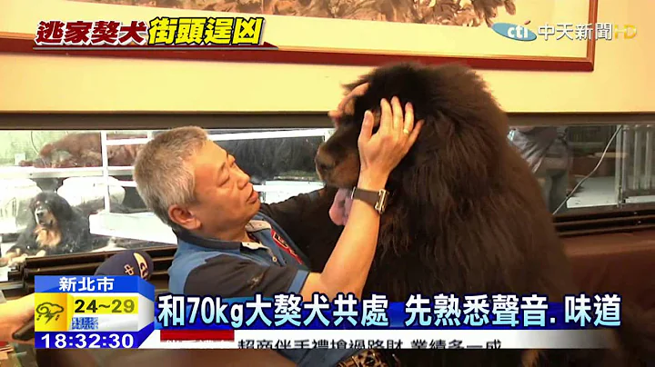 20150503中天新闻　体积大、毛发浓　70kg獒犬饲养大不易 - 天天要闻