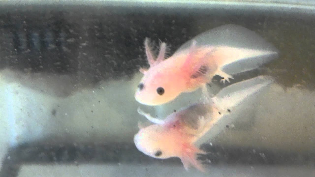 Baby Axolotl Youtube