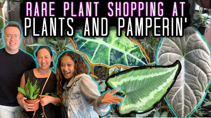 RARE HOUSEPLANT SALE @ PLANTS AND PAMPERIN' Tour &...