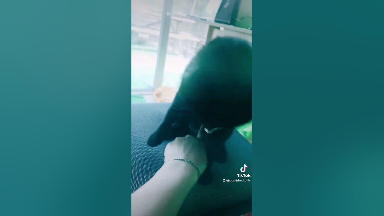 Пузо чорного кота - YouTube