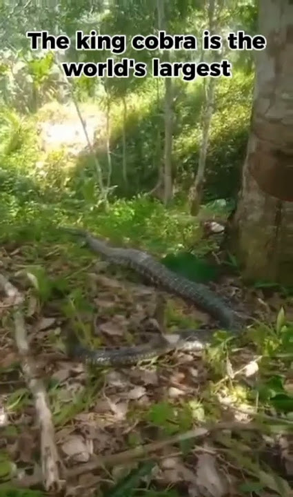 biggest king cobra found at Davao de Oro in the Philippines