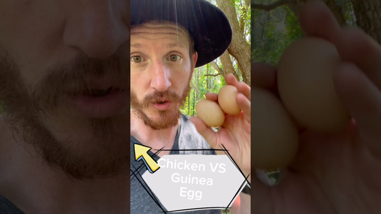 Яйца цесарки и курицы: изучаем различия и преимущества