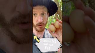 Guinea Fowl vs Chicken Eggs: Exploring the Differences and Delights