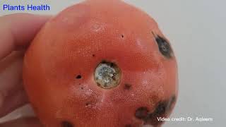 Post harvest disease of tomatoes screenshot 3