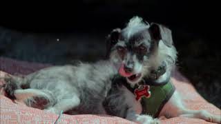 Why I Love The Vivitar Close Focusing Lens