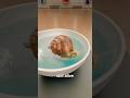 How A Snail Survived 4 Years Glued To A Museum Card #Science #Biology #Nature #Estivation