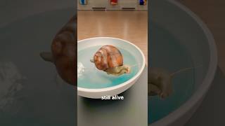 How A Snail Survived 4 Years Glued To A Museum Card #Science #Biology #Nature #Estivation