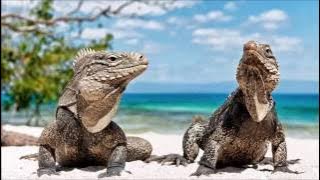 Download lagu Marc Antoine & Acoustic Alchemy Smooth Jazz Guitar