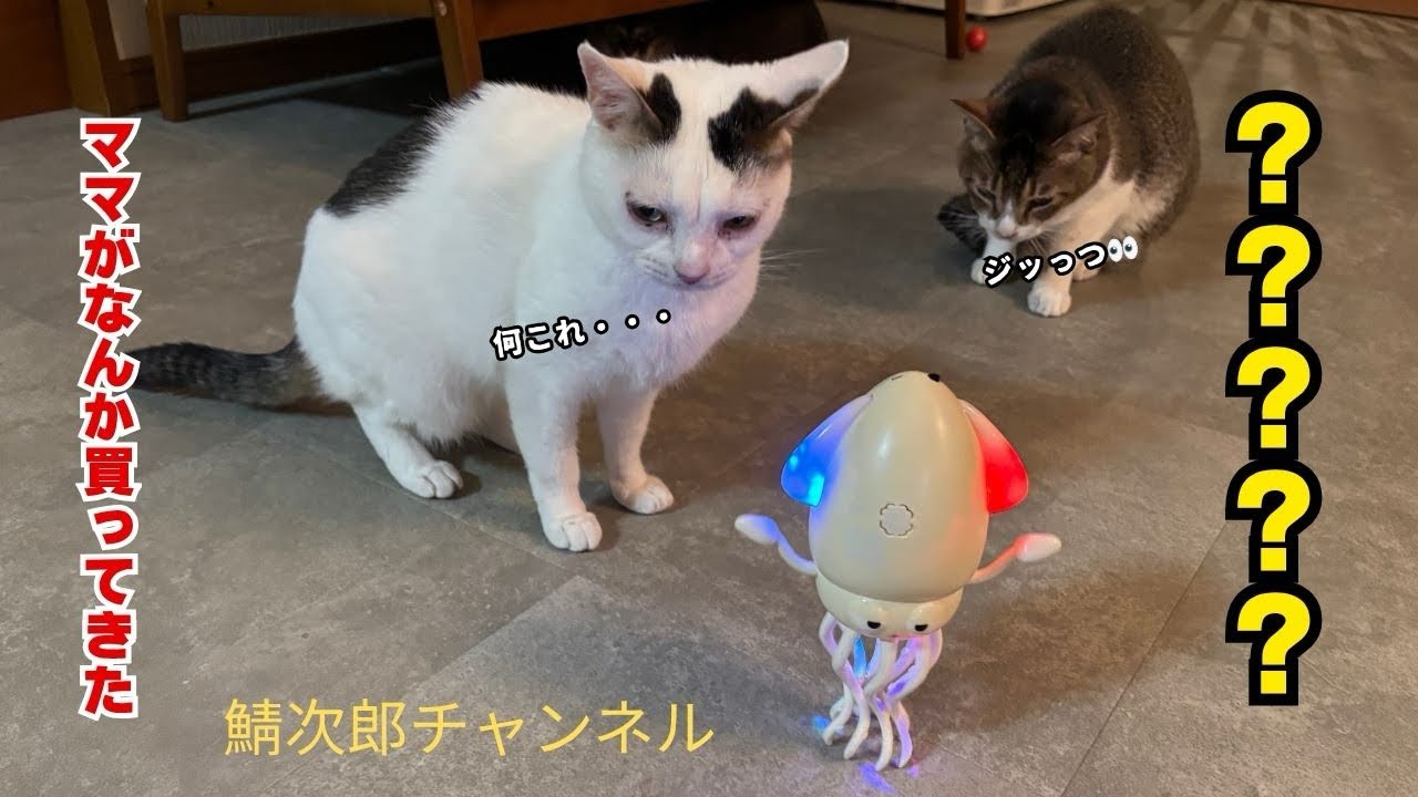 ただただママが一目惚れした物をみんなにお披露目
