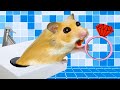 Adventure Hamster Rescue Rings Water Pipes Maze Bathroom In Hamster Stories
