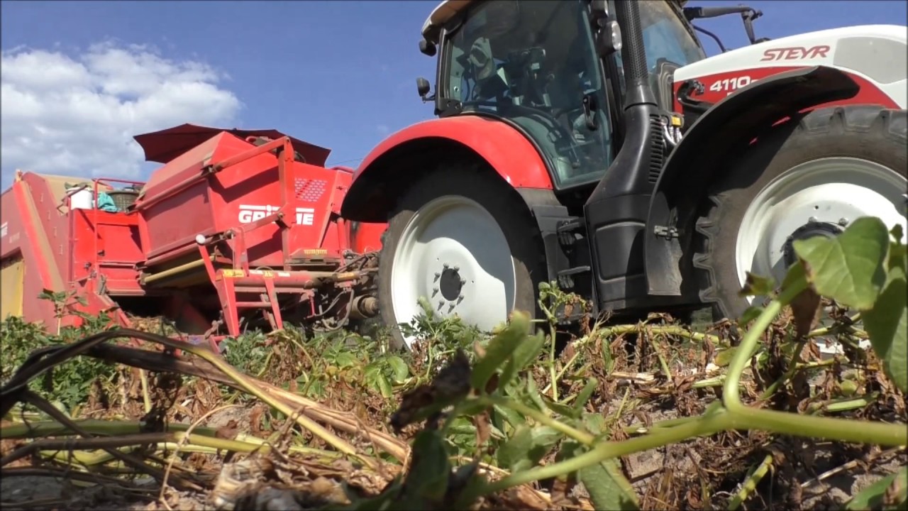 Grimme SE 75-30 und Steyr 4110 Profi CVT beim Kartoffeln ernten