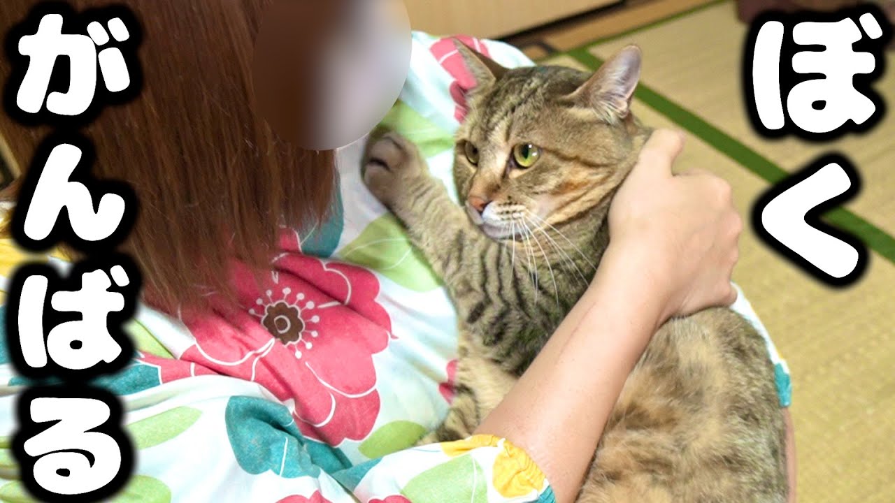 Report] Tiger and resident cat diagnosed with AIDS - YouTube