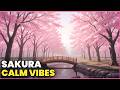 Sakura Dreams Calm Lofi Beats