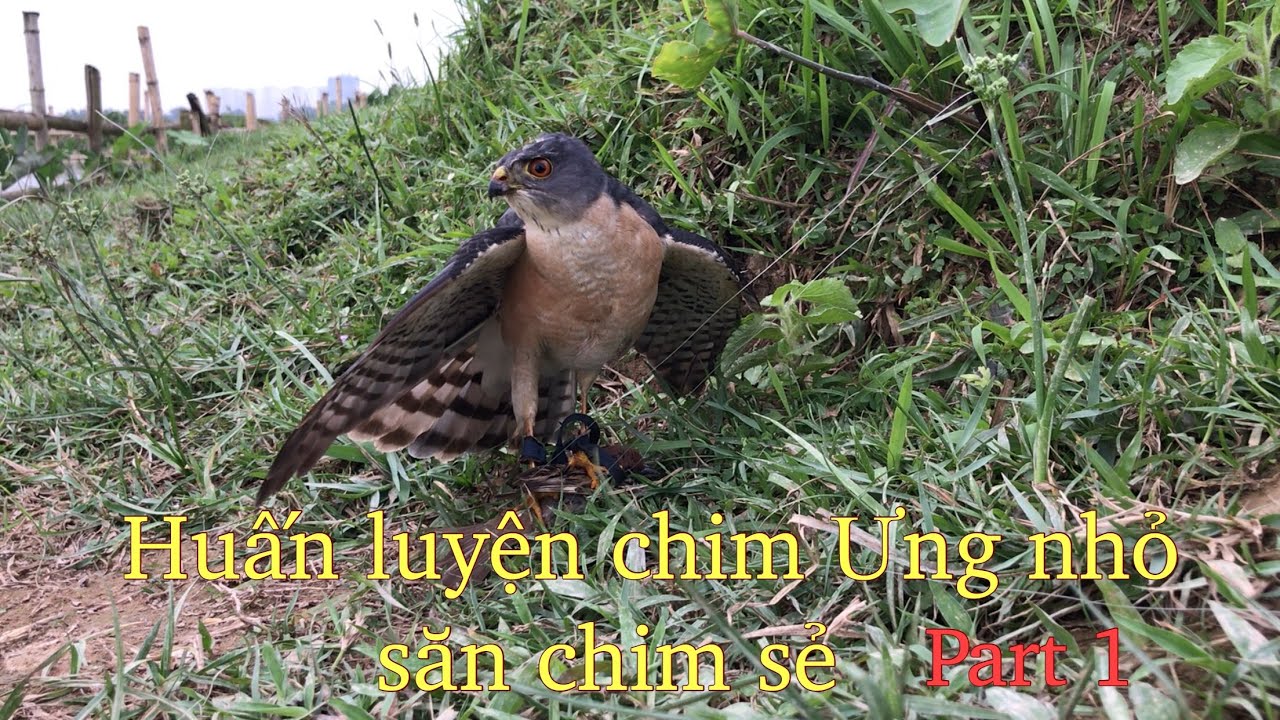 Huấn luyện chim ưng nhỏ săn chim sẻ (traning sparrowhawk japan hunting)
