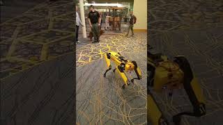 real dog scared of robot dog