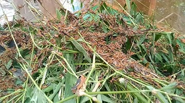 Grasshopper eat rice (Watch the video for entertainment)