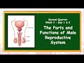 The male reproductive systemq2day12