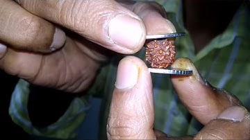 How to test 1 mukhi rudraksha