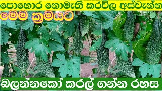 මේ කරවිල වැලේ අස්වැන්න බලන්න මෙන්න මෙහෙමයි පොහොර භාවිතය