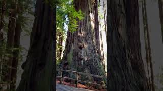 Tallest trees in the world‼️ #travel #explorecalifornia #hiking #californiastateparks screenshot 1
